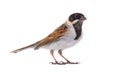 Reed bunting