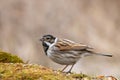 Reed bunting male close up (Emberiza schoeniclus