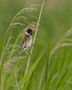 Reed bunting male 1