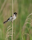 Reed Bunting male 2