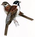 Reed bunting male-female (Emberiza schoeniclus) Royalty Free Stock Photo