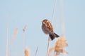 Reed bunting Royalty Free Stock Photo