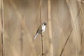 Reed bunting in purching on a reed