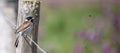 Reed bunting looking at a fly Royalty Free Stock Photo
