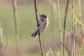 A Reed bunting on a reed stem