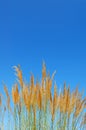 Reed bush Royalty Free Stock Photo