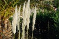 Reed bush Royalty Free Stock Photo