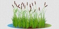 Reed bushes in the swamp vector illustration transparent background. Cartoon props and landscape decoration