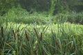 Reed, cane grass in the misty morning. Hunting concept background Royalty Free Stock Photo