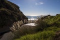Reed by the coastal beach with backlit Royalty Free Stock Photo