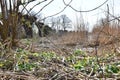 Reed collar and Old Pollard Willows along cut off river arm