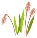 Reed color icon. Wetland plant. Green herb