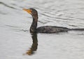 Reed Cormorant