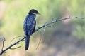 Reed Cormorant on branch with beautiful background Royalty Free Stock Photo