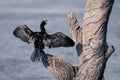 Reed cormorant dries wings on dead tree Royalty Free Stock Photo