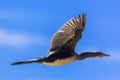 Reed Cormorant, Ethiopia