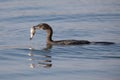 Reed cormorant floating on water while swallow fish Royalty Free Stock Photo