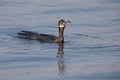 Reed cormorant floating on water while swallow fish Royalty Free Stock Photo
