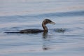 Reed cormorant floating on water while swallow fish Royalty Free Stock Photo