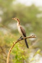 The reed cormorant Microcarbo africanus, also known as the long-tailed cormorant, is a bird in the cormorant family Phalacrocora