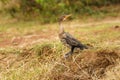 The reed cormorant Microcarbo africanus, also known as the long-tailed cormorant, is a bird in the cormorant family Phalacrocora