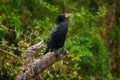 Reed cormorant, Microcarbo africanus, also known as long-tailed cormorant, black bird sitting on the tree trunk aboce the river.