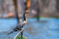 Reed cormorant or Microcarbo africanus Royalty Free Stock Photo