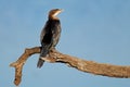 A reed cormorant perched on a branch, South Africa