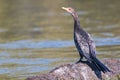 Reed cormorant