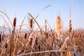 Reed Covered With Ice In The Winter Time Royalty Free Stock Photo