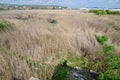 Reed covering the pool remains from the Someseni Baths near Cluj Royalty Free Stock Photo