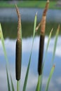 Reed. Cylindrical flower spikes of Bulrushes among reed beds of a lake. Wild nature around a pond.