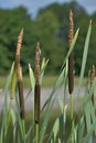 Reed. Cylindrical flower spikes of Bulrushes among reed beds of a lake. Wild nature around a pond.