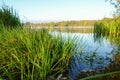 Reed with dew drops on the tips of the leaves. Early morning on the lake Royalty Free Stock Photo