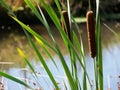 Reed in distaff at the edge of a pond in Lorraine.