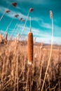 Reed in a field on sunny day with blue sky selective focus