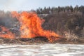 Reed on fire.Natural disaster.A close up of the flame of brushfire Royalty Free Stock Photo