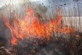 Reed on fire.Natural disaster.A close up of the flame of brushfire Royalty Free Stock Photo