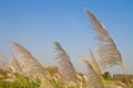 Reed flower blown by the wind Royalty Free Stock Photo
