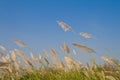 Reed flower blown by the wind Royalty Free Stock Photo