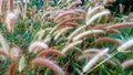 Reed flower, with leaves at the garden field, wind blowing beautiful brown tall weeds.