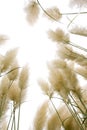 Reed flowers