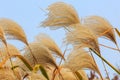 Reed flowers