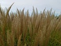 Reed flowers in full bloom on sky background Closeup Giant Reed