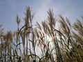 Reed flowers in full bloom on sky background Evening landscape Giant Reed