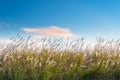 Reed flowers on poyang lake Royalty Free Stock Photo