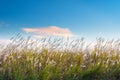 Reed flowers on poyang lake