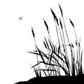 Reed and flying dragonfly - vector illustration Royalty Free Stock Photo