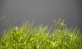 Reed foreground on marsh. Royalty Free Stock Photo