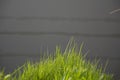 Reed foreground on marsh. Royalty Free Stock Photo